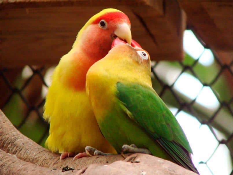 agapornis hermosos, aves inseparables, loros inseparables