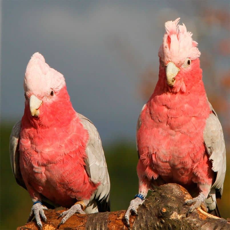 reproducción de las cacatúas rosadas, cacatua rosa, cacatúas galah