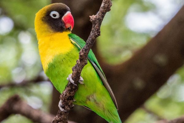 cabecinegro posando en rama