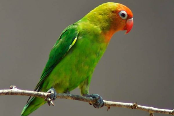 información y características del inseparable nyasa o agapornis lilian lilianae