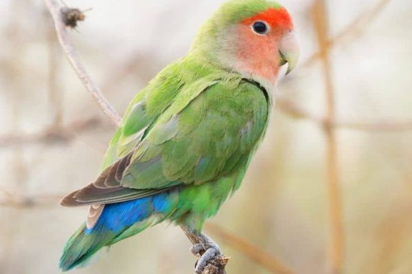 características del agapornis roseicollis, como es el inseparable de namibia?