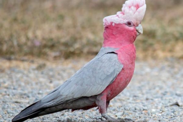 características e información de la cacatúa rosa o cacatúa galah