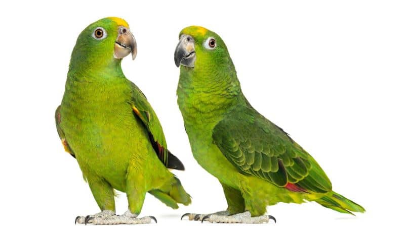 características del loro amazonas, pareja de bellos loros amazonas, cotorra verde y amarilla