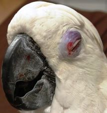 desordenes comunes en los ojos de las aves.png